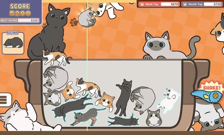 猫咪三重奏3